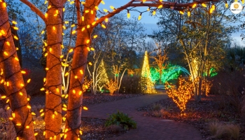 Outdoor Tree Lighting Ideas To Brighten Up Your Landscape