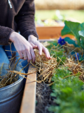 8 Essential Tips for Mulching with Straw in Your Vegetable Garden