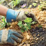 How to Choose the Best Mulch for Your Landscape